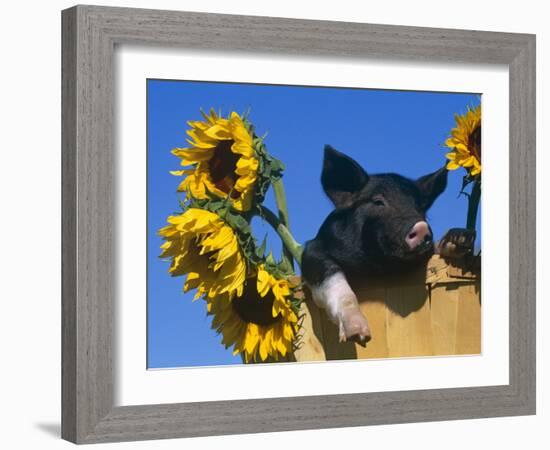 Domestic Piglet in Bucket with Sunflowers, USA-Lynn M. Stone-Framed Photographic Print