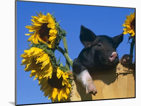 Domestic Piglet in Bucket with Sunflowers, USA-Lynn M. Stone-Mounted Photographic Print