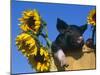 Domestic Piglet in Bucket with Sunflowers, USA-Lynn M. Stone-Mounted Photographic Print