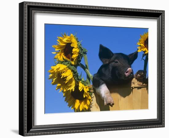 Domestic Piglet in Bucket with Sunflowers, USA-Lynn M. Stone-Framed Photographic Print