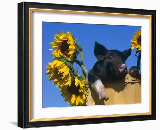 Domestic Piglet in Bucket with Sunflowers, USA-Lynn M. Stone-Framed Photographic Print