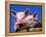 Domestic Piglets, in Bucket, USA-Lynn M. Stone-Framed Premier Image Canvas