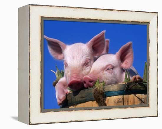 Domestic Piglets, in Bucket, USA-Lynn M. Stone-Framed Premier Image Canvas