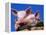 Domestic Piglets, in Bucket, USA-Lynn M. Stone-Framed Premier Image Canvas