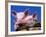 Domestic Piglets, in Bucket, USA-Lynn M. Stone-Framed Photographic Print