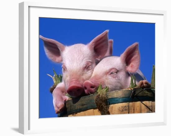 Domestic Piglets, in Bucket, USA-Lynn M. Stone-Framed Photographic Print