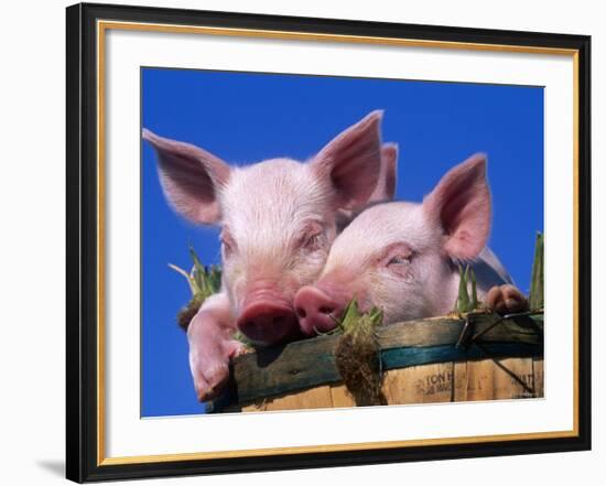 Domestic Piglets, in Bucket, USA-Lynn M. Stone-Framed Photographic Print