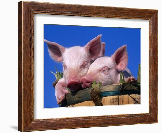 Domestic Piglets, in Bucket, USA-Lynn M. Stone-Framed Photographic Print