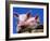 Domestic Piglets, in Bucket, USA-Lynn M. Stone-Framed Photographic Print