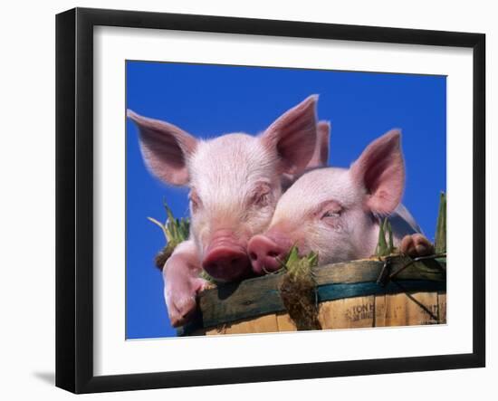 Domestic Piglets, in Bucket, USA-Lynn M. Stone-Framed Photographic Print