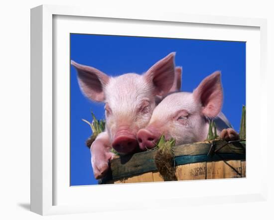 Domestic Piglets, in Bucket, USA-Lynn M. Stone-Framed Photographic Print