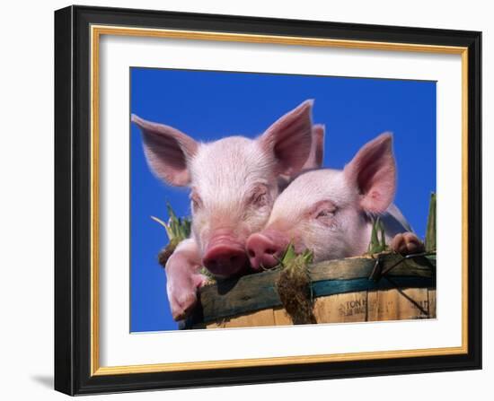 Domestic Piglets, in Bucket, USA-Lynn M. Stone-Framed Photographic Print