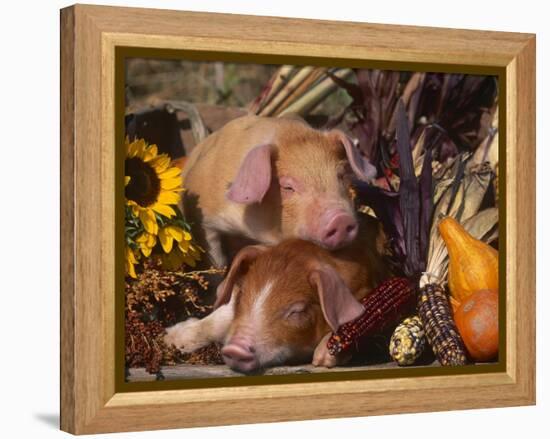 Domestic Piglets, Resting Amongst Vegetables, USA-Lynn M. Stone-Framed Premier Image Canvas