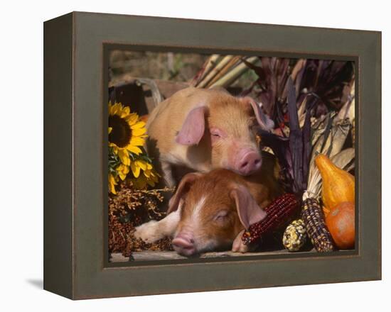 Domestic Piglets, Resting Amongst Vegetables, USA-Lynn M. Stone-Framed Premier Image Canvas