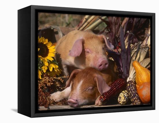 Domestic Piglets, Resting Amongst Vegetables, USA-Lynn M. Stone-Framed Premier Image Canvas