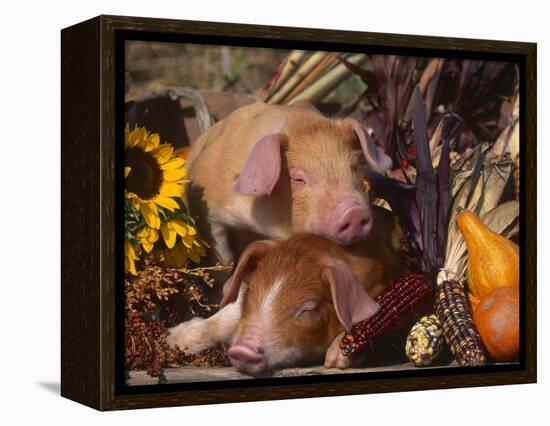 Domestic Piglets, Resting Amongst Vegetables, USA-Lynn M. Stone-Framed Premier Image Canvas