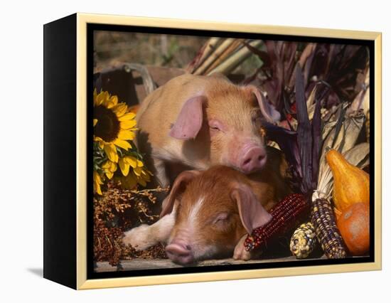 Domestic Piglets, Resting Amongst Vegetables, USA-Lynn M. Stone-Framed Premier Image Canvas