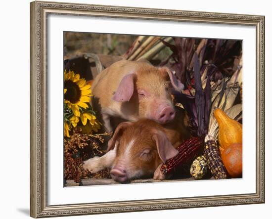 Domestic Piglets, Resting Amongst Vegetables, USA-Lynn M. Stone-Framed Photographic Print