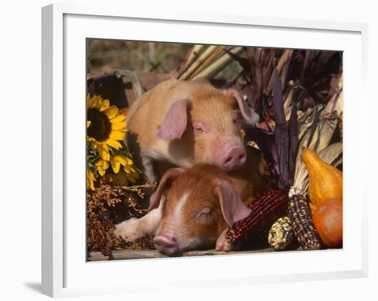 Domestic Piglets, Resting Amongst Vegetables, USA-Lynn M. Stone-Framed Photographic Print