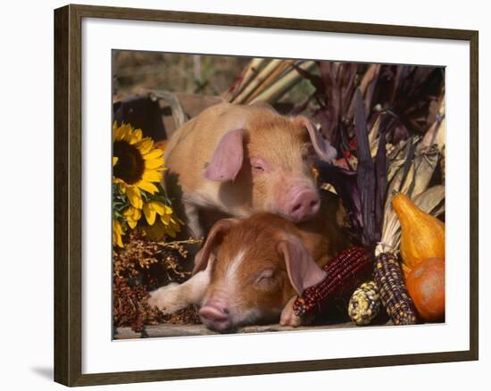 Domestic Piglets, Resting Amongst Vegetables, USA-Lynn M. Stone-Framed Photographic Print