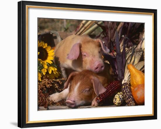 Domestic Piglets, Resting Amongst Vegetables, USA-Lynn M. Stone-Framed Photographic Print