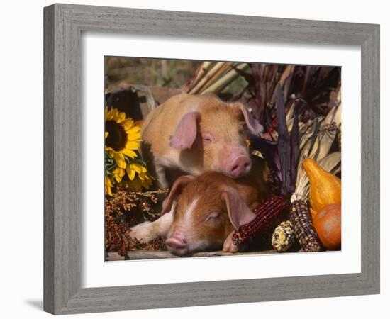 Domestic Piglets, Resting Amongst Vegetables, USA-Lynn M. Stone-Framed Photographic Print