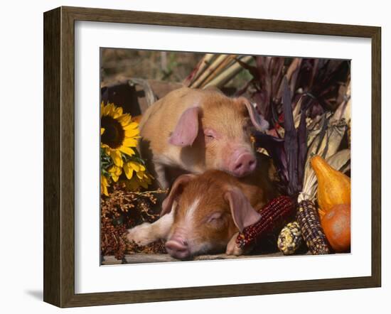 Domestic Piglets, Resting Amongst Vegetables, USA-Lynn M. Stone-Framed Photographic Print