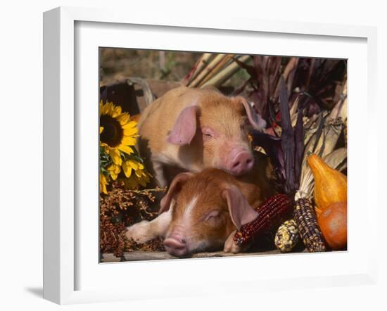 Domestic Piglets, Resting Amongst Vegetables, USA-Lynn M. Stone-Framed Photographic Print