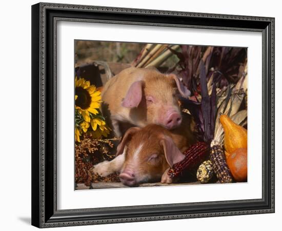 Domestic Piglets, Resting Amongst Vegetables, USA-Lynn M. Stone-Framed Photographic Print