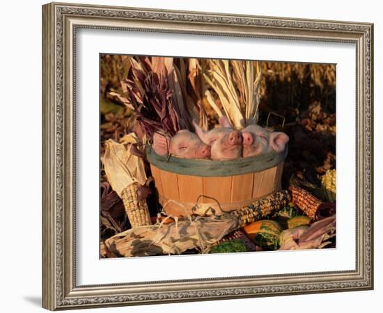 Domestic Piglets Sleeping in a Wooden Barrel, USA-Lynn M. Stone-Framed Photographic Print