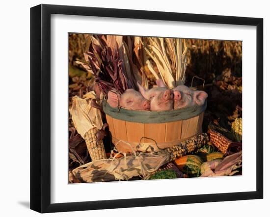 Domestic Piglets Sleeping in a Wooden Barrel, USA-Lynn M. Stone-Framed Photographic Print