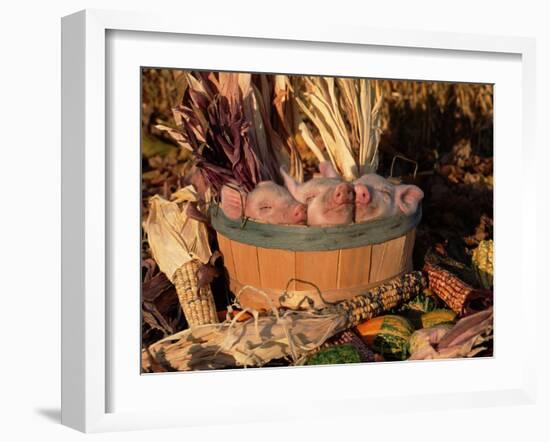 Domestic Piglets Sleeping in a Wooden Barrel, USA-Lynn M. Stone-Framed Photographic Print