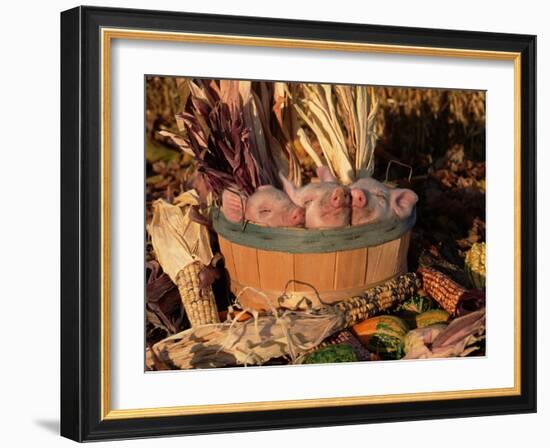 Domestic Piglets Sleeping in a Wooden Barrel, USA-Lynn M. Stone-Framed Photographic Print