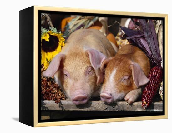 Domestic Piglets Sleeping, USA-Lynn M. Stone-Framed Premier Image Canvas