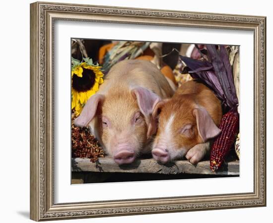 Domestic Piglets Sleeping, USA-Lynn M. Stone-Framed Photographic Print