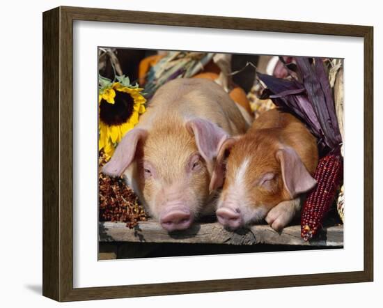 Domestic Piglets Sleeping, USA-Lynn M. Stone-Framed Photographic Print