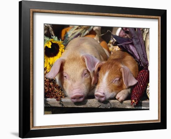 Domestic Piglets Sleeping, USA-Lynn M. Stone-Framed Photographic Print