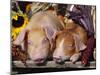 Domestic Piglets Sleeping, USA-Lynn M. Stone-Mounted Photographic Print