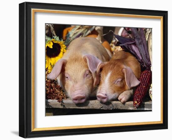 Domestic Piglets Sleeping, USA-Lynn M. Stone-Framed Photographic Print