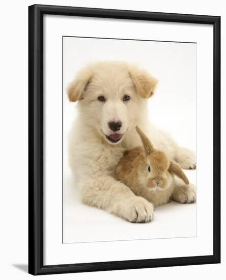 Domestic Puppy (Canis Familiaris) with Bunny-Jane Burton-Framed Photographic Print