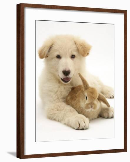 Domestic Puppy (Canis Familiaris) with Bunny-Jane Burton-Framed Photographic Print