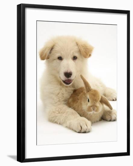 Domestic Puppy (Canis Familiaris) with Bunny-Jane Burton-Framed Photographic Print