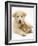 Domestic Puppy (Canis Familiaris) with Bunny-Jane Burton-Framed Photographic Print