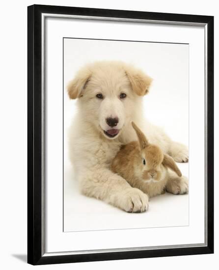 Domestic Puppy (Canis Familiaris) with Bunny-Jane Burton-Framed Photographic Print