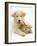 Domestic Puppy (Canis Familiaris) with Bunny-Jane Burton-Framed Photographic Print