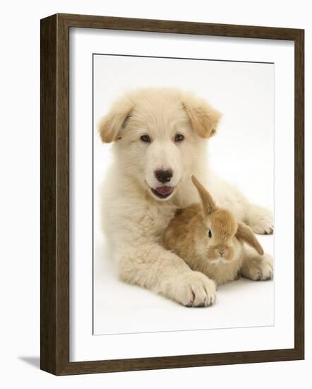 Domestic Puppy (Canis Familiaris) with Bunny-Jane Burton-Framed Photographic Print