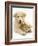 Domestic Puppy (Canis Familiaris) with Bunny-Jane Burton-Framed Photographic Print