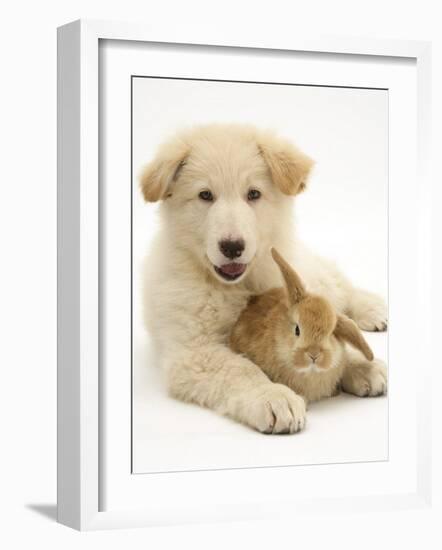 Domestic Puppy (Canis Familiaris) with Bunny-Jane Burton-Framed Photographic Print