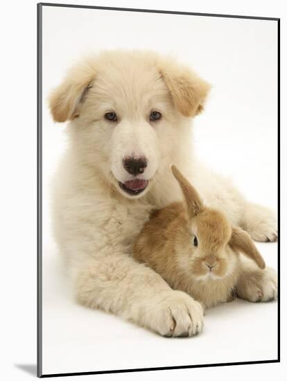 Domestic Puppy (Canis Familiaris) with Bunny-Jane Burton-Mounted Photographic Print