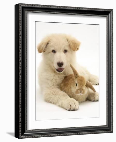 Domestic Puppy (Canis Familiaris) with Bunny-Jane Burton-Framed Photographic Print